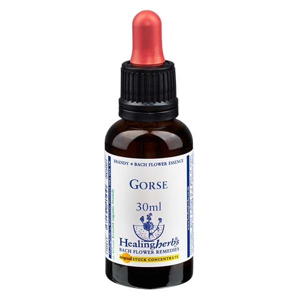 13 Gorse, 30ml Essenz, Healing Herbs